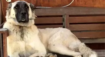 Yerleşim yerinde açılan ateş köpeği vurdu, inceleme başlatıldı
