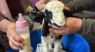 1 haftalık kuzuya evde bebek gibi bakıyorlar