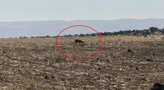 Türkiye'nin en zor görülen hayvanı! Bu kez Şırnak'ta kameraya yansıdı