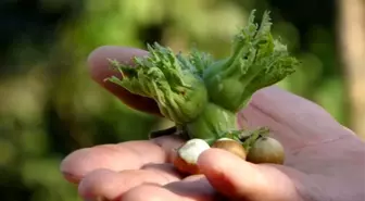 Düzce'de fındık ihraç rakamları geçen yılın gerisinde kaldı