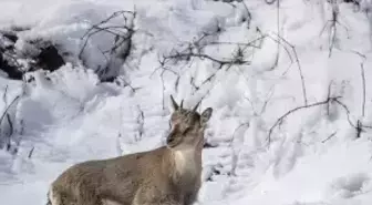 Fotoğrafçılar ve belgeselciler Tunceli kırsalında yaban keçilerinin izini sürüyor