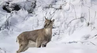 Fotoğrafçılar ve belgeselciler Tunceli kırsalında yaban keçilerinin izini sürüyor