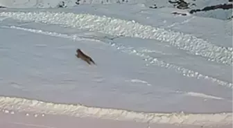 Köye inen vaşaklar, kurtlar tarafından kovalandı