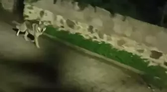 'Kurtlar, şehir yaşamına alıştırılan yaban domuzlarını izleyip kent merkezlerine kadar inebiliyor'