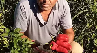 Şanlıurfa'da asansör faciası: Boşluğa düşen servis şoförü hayatını kaybetti