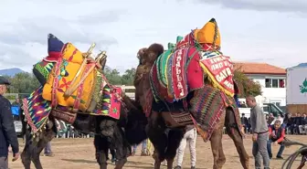 Şap hastalığı deve güreş gösterilerine de sekte vurdu
