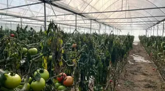 Simav'daki seralarda zirai don zarar tespit çalışması yapıldı