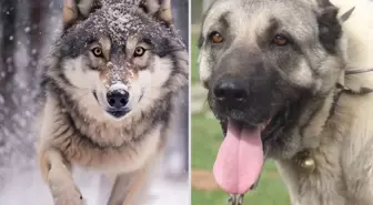 Yasak aşk yaşayan iki ezeli düşman! Kurt ile kangal çiftleşti, ortaya acayip bir tür çıktı