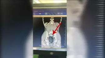 Yolcunun midesinden 472 gram metamfetamin çıktı