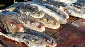 Adana'da 4 günde 128 bin balon balığı toplandı