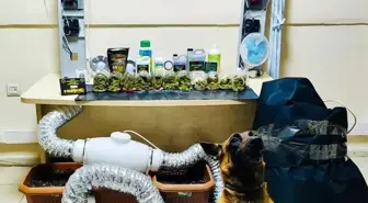 Artvin'de uyuşturucu madde ve yetiştirme düzeneği ele geçirildi
