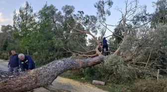 Bodrum'da ağaçlar devrildi, feribot seferleri iptal edildi