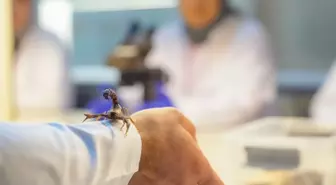 Dicle Üniversitesine hibe edilen akrepler akademik çalışmalarda kullanılacak