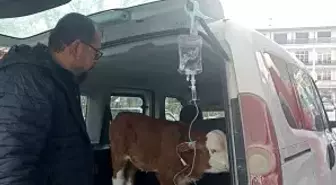 Dumandan zehirlenen 6 günlük buzağıya bagajda acil müdahale