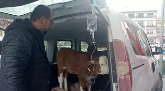 Dumandan zehirlenen 6 günlük buzağıya bagajda acil müdahale