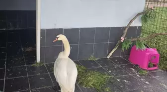 Edirne'de bitkin halde bulunan kuğu, bakıma alındı