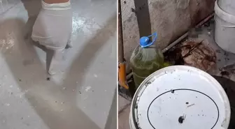 Fırındaki görüntüler mide bulandırdı: Yılan çıkacak diye korkuyorum