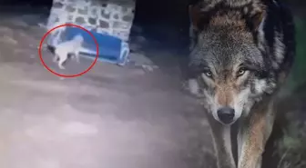 Görüntü gece yarısı çekildi: Kurdu gören Sivas kangalının yaptıkları olay oldu