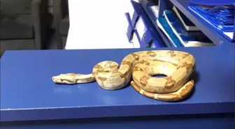 İzmir'de beslenmesi yasak Mısır yılanı koruma altına alındı