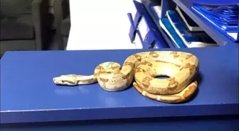 İzmir'de kafede yılanla gezdi, 12 bin lira ceza yedi