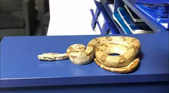 İzmir'de kafede egzotik yılanla gezen kişiye ceza