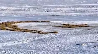 Karla kaplı arazide ay yıldız oluşturdu