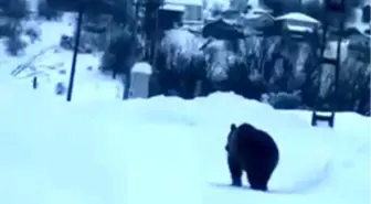 Kastamonu'da kış uykusuna yatamayan bozayı kamerada