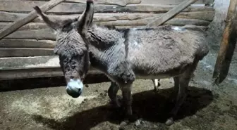 Kırşehirli köylüden vicdanlara dokunan hareket