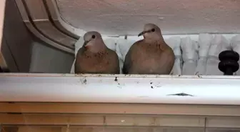 Kışın ortasında balkon camını kapatmıyorlar, nedeni ise çifte kumrular