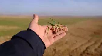 Konya Ovası'nda son yağışlar yüz güldürdü