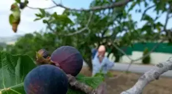 Kraliçe incirinin ihracatında kilogram başına 1 dolarlık değer artışı oldu