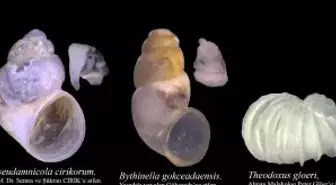 Prof. Dr. Odabaşı, 13 yılda 29 endemik türü literatüre kazandırdı