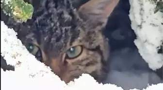 Yaban kedisi fotokapanla görüntülendi