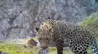 Anadolu parsına zarar vermenin cezası 45 milyon TL