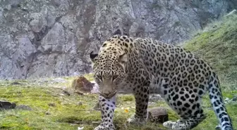 Anadolu parsına zarar vermenin cezası 45 milyon TL