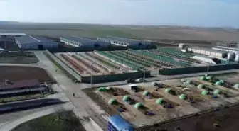 Anadolu Tarım İşletmesi, damızlık sığır yetiştiriciliğiyle de hayvancılığa katkı sunuyor