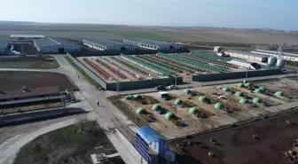 Anadolu Tarım İşletmesi, damızlık sığır yetiştiriciliğiyle de hayvancılığa katkı sunuyor