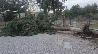 Buldan'da kuvvetli fırtına, baca kapağını uçurdu, ağacı devirdi