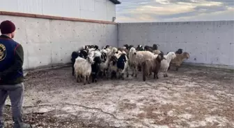 Çalınan koyunlar jandarma tarafından bulundu