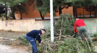 Çınarcık'ta kuvvetli rüzgar nedeniyle bazı ağaçlar devrildi