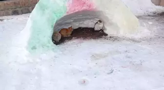 Diyadin'de hayvanlara kardan barınak