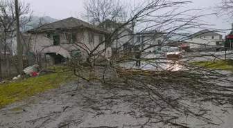 Düzce ve Kocaeli'de şiddetli rüzgar bazı binaların çatısını uçurdu, ağaçları devirdi
