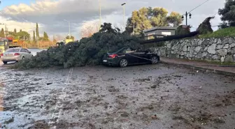 Gebze'de fırtınada iki otomobilin üzerine ağaç devrildi