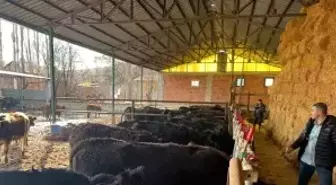 Kütahya'da teslim edilen büyükbaş hayvanların kontrol ve muayeneleri yapıldı