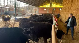 Kütahya'da teslim edilen büyükbaş hayvanların kontrol ve muayeneleri yapıldı
