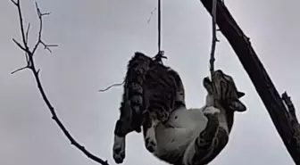 Samsun'da ağaca asılı bulunan kedi kurtarıldı