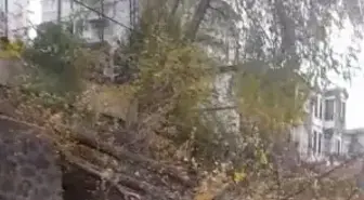 Samsun'da fırtına; ağaçlar devrildi