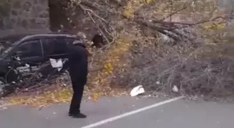 Samsun'da fırtına; ağaçlar devrildi