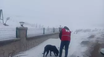 Türk Kızılay ekipleri, Baskil'de sahipsiz hayvanlar için yem ve mama bıraktı