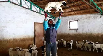 Yeni yıl bereketiyle geldi: Soğuk hava ile birlikte kuzu doğumları arttı